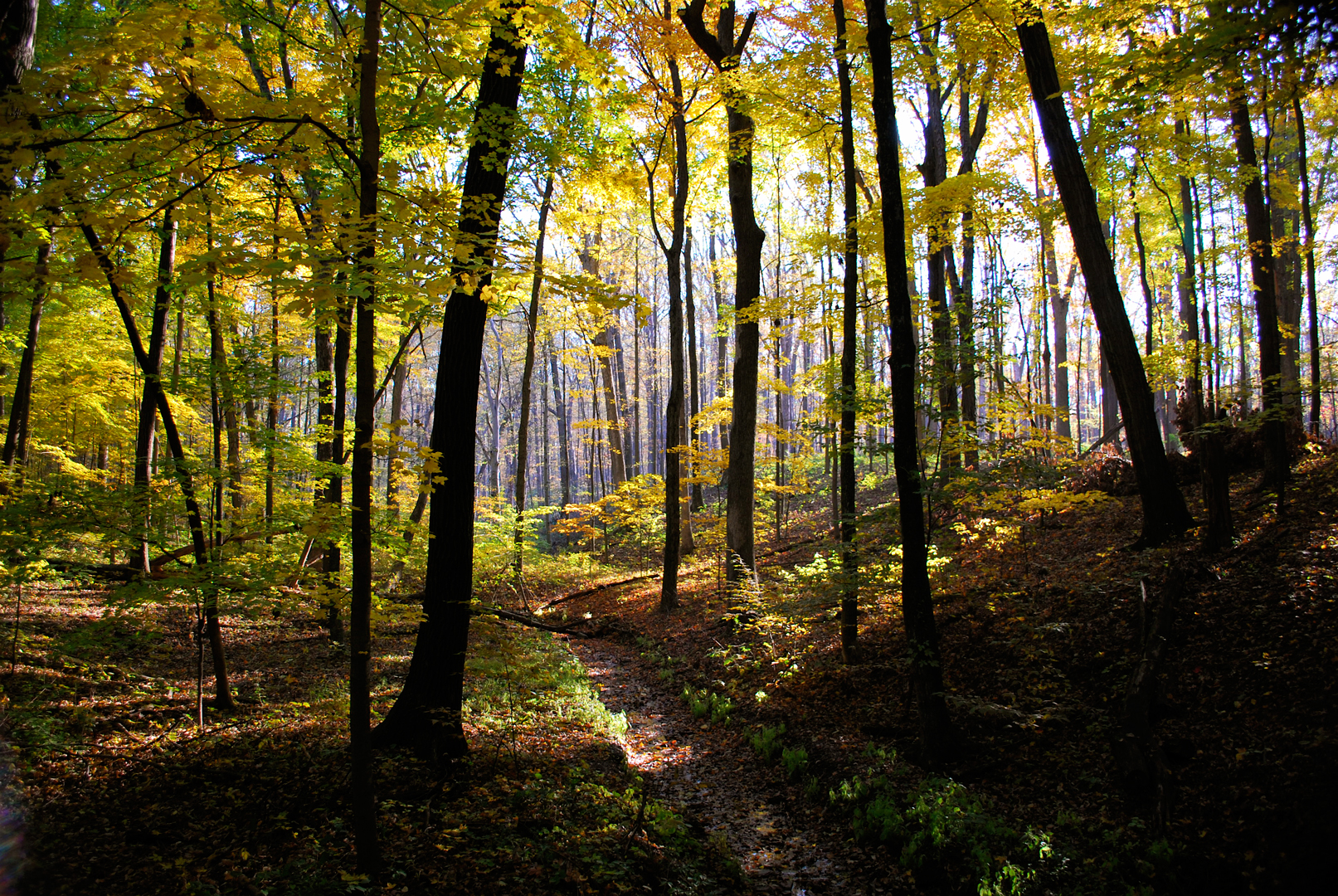 forest.jpg