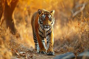 tiger.jpg